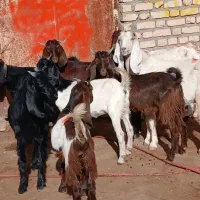 کولار با بزغاله