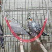 عروس هلندی فروش یا معاوضه|پرنده|شهرکرد, |دیوار