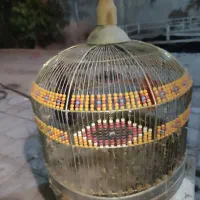 قفس پرنده|لوازم جانبی حیوانات|شیراز, دکتر حسابی|دیوار