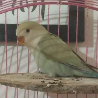 طوطی برزیلی