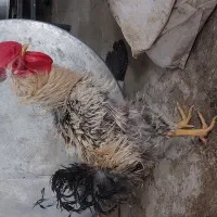 خروس و کبوتر