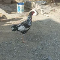 فروشی دوتا خروس یک ماکیان