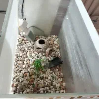 آکواریوم|ماهی|ورامین, ورامین|دیوار