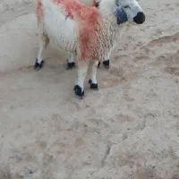 جفت بره نر|حیوانات مزرعه|زهک, |دیوار