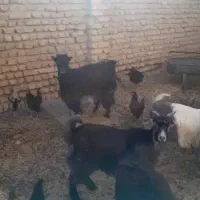 ۱۲راس بزو بزغاله داشتی قیمت دونه ۸ تومان|حیوانات مزرعه|ورامین, ورامین|دیوار