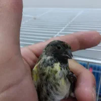 گلبسر سهره