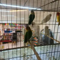 انواع طوطی|پرنده|اردبیل, |دیوار