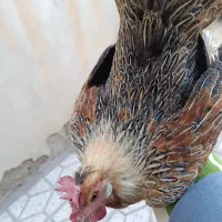 مرغ لری عطیه|حیوانات مزرعه|تهران, جوادیه|دیوار