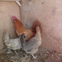 سلام فروش دوتا مرغ هروز تخم ویک عدد خروس