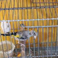 قناری و سهره