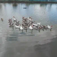 تعدادی غاز و قو غاز|حیوانات مزرعه|سنگر, |دیوار