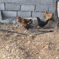 فروش مرغ مقوی وبومی