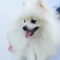 پامر روباهی