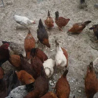 مرغ رسمی تخمگذار