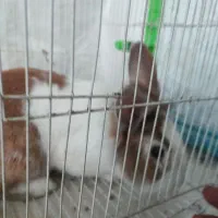 خرگوش|موش و خرگوش|چناران, |دیوار