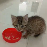 واگذاری گربه خانگی