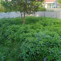 زمین ساحلی ۲۶۵ متری دور دیوار ۱ کیلومتری دریا