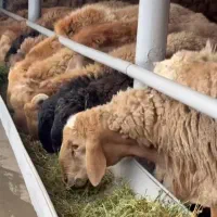 پخش گوسفند زنده کم دنبه بدون تعطیلی بدون واسطه|حیوانات مزرعه|مشهد, نوید|دیوار