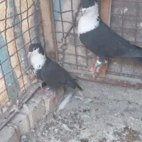 سینه کله پرشی غریب طوقی|پرنده|بجنورد, |دیوار