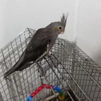 جوجه عروس ۴ماهه