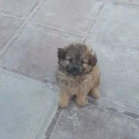 توله پامرانین