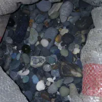 ماهی اکواریوم|ماهی|اردبیل, |دیوار