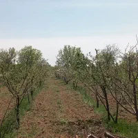 باغرود .فرخک