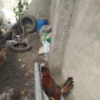 فروش یک عدد خروس لهستانی