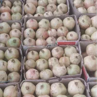 فروش باغ شهری در شهرفاروق|فروش زمین و ملک کلنگی|سیدان, |دیوار