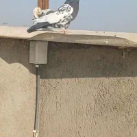 کله دم و هفرنگ پرشی کفتر بوم