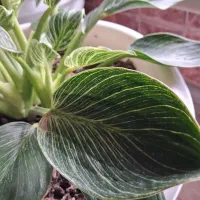 گل برکین سه قلاف