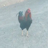 مرغ و خروس|حیوانات مزرعه|توکهور, |دیوار