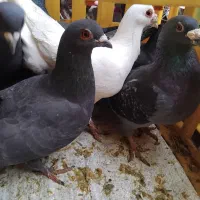 کبوتر افغان|حراج|میانه, |دیوار