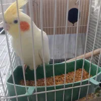 عروس هلندی نروماده