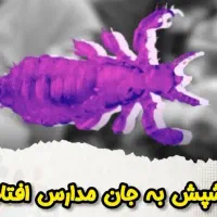 شپش|آرایشی، بهداشتی، درمانی|اصفهان, باغ فردوس|دیوار