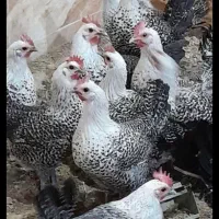 جوجه مرغ براکل