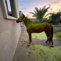 مادیان خالص ایرانی