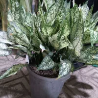 گل طبیعی باقیمت مناسب