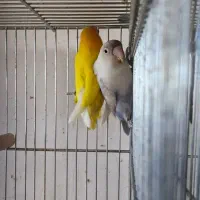 یک جفت کوتوله فیشر طلایی و سفید مولد|پرنده|مبارکه, |دیوار