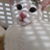 واگذاری گربه رایگان