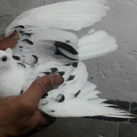 فروش کبوتر آلمانی