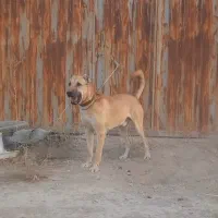 سگ سرابی پژدر سراب آلابای افغان