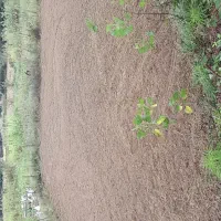 زمین متراژ ۳۰۰متری مسکونی و متراژ ۴۰۰ متری باغی