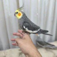 عروس هلندی شیطون|پرنده|شوش, |دیوار