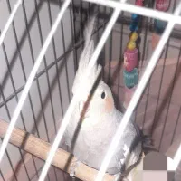 دوعدد عروس هلندی دستی سخنگو|پرنده|قرچک, محمد آباد|دیوار