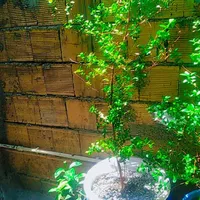 گل پنجه گربه ای و مورد|گل و گیاه طبیعی|جوانرود, |دیوار