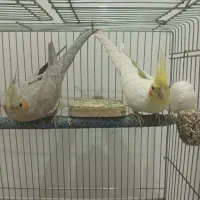 یک جفت عروس هلندی مولد|پرنده|شاهین‌شهر, پارک بانک استان|دیوار