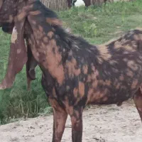 بزهای پاکستانی و کاموری و افغانی