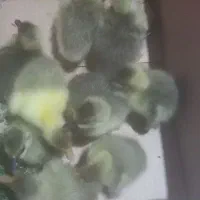 سلام غاز محلی