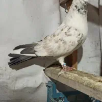 کبوتر تهرانی نر پرشی|پرنده|تهران, فاطمی|دیوار